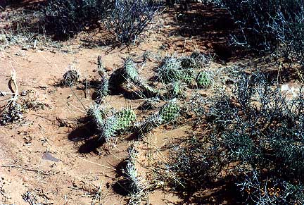 Cactus near North WIndow Arch
