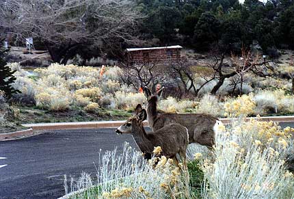Deer browsing in the parking lot at Great Basin NP