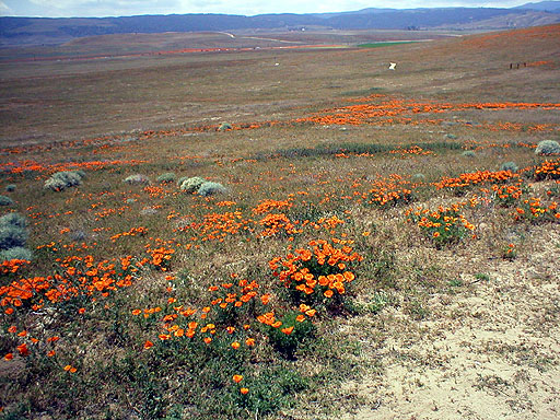 Scenic Vista At California Poppy Reserve