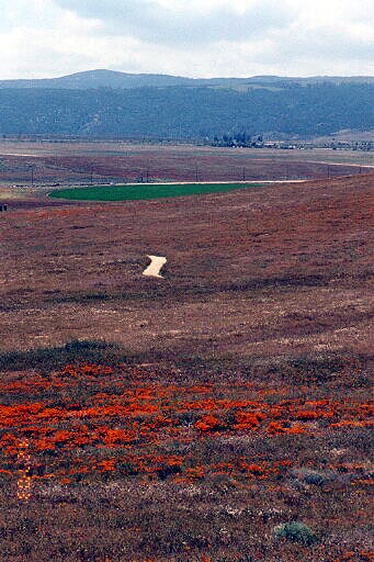 Colorful Alignment At California Poppy Reserve