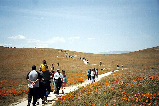 Winding Visitor Trail At California Poppy Reserve